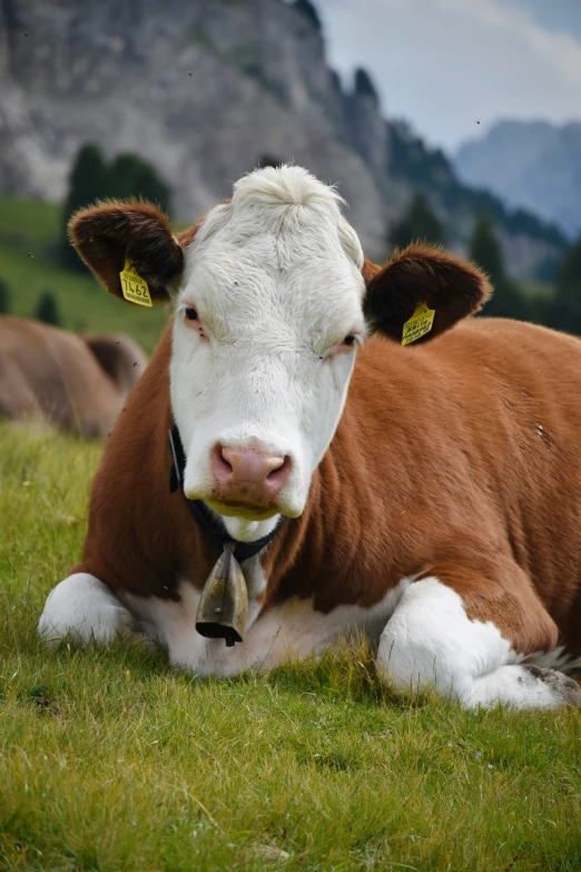 the brown and white cow is laying on the grass