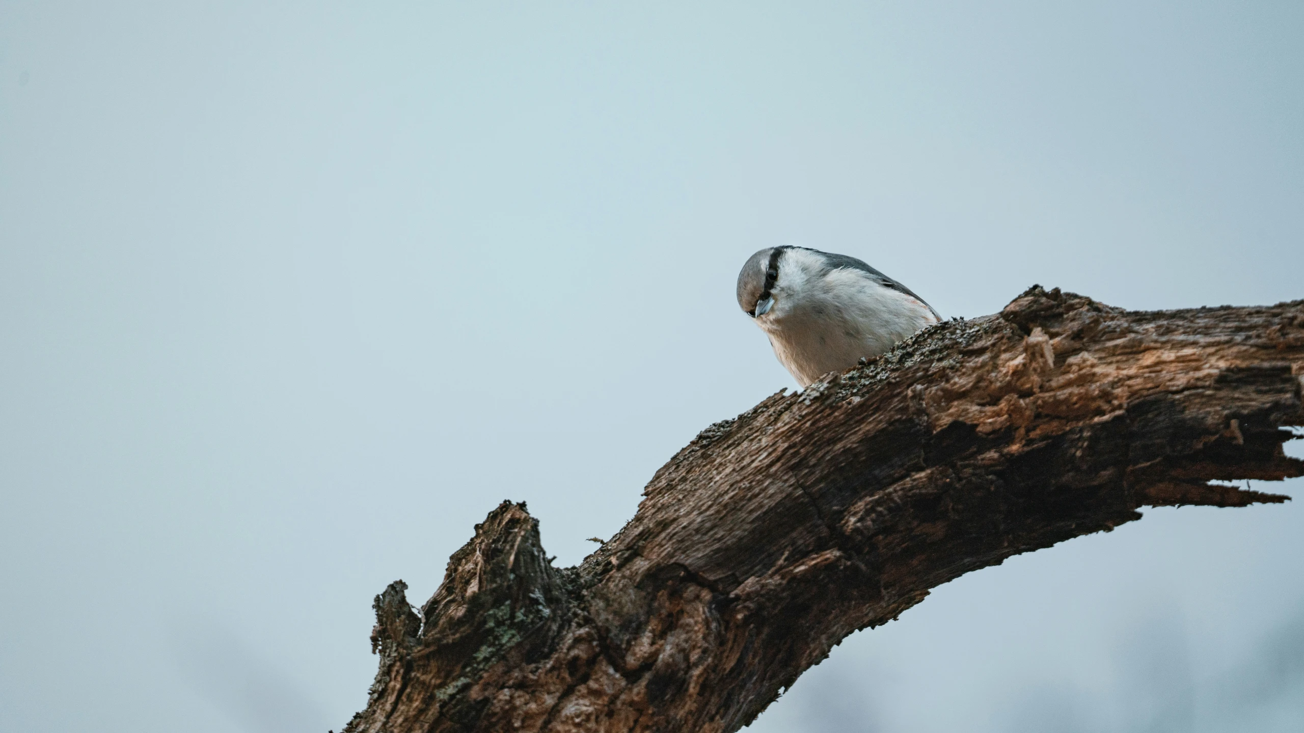 a bird is sitting on top of a tree nch