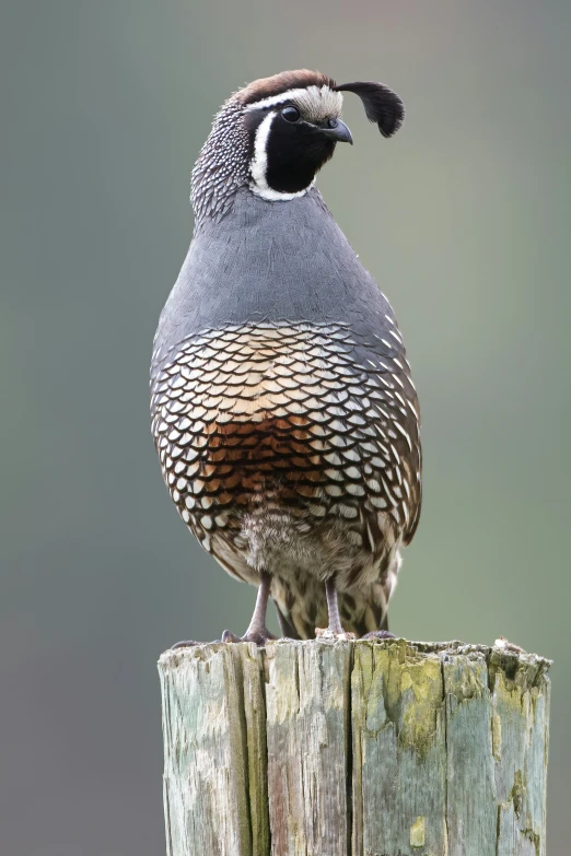 a quail perched on top of a wooden stump