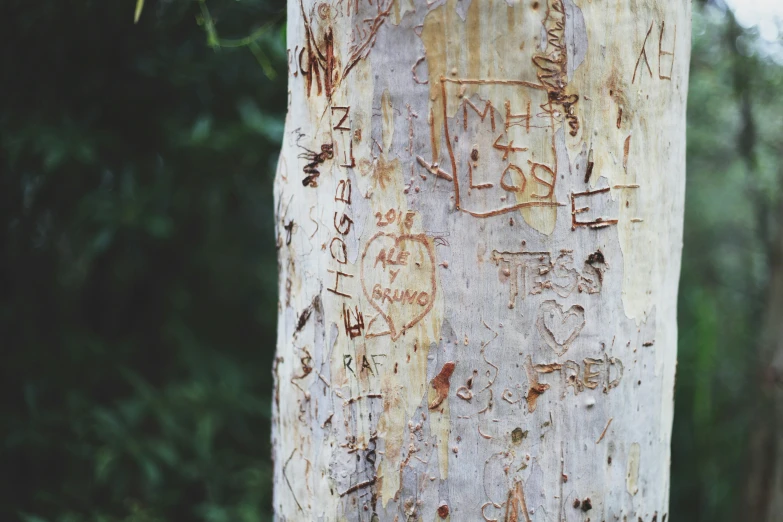 the trunk of a tree has some writing on it