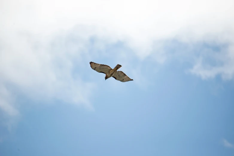 an eagle flying across the sky under clouds