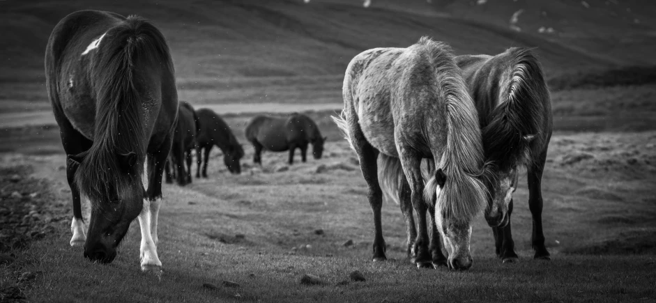 a black and white po of horses grazing in an open field