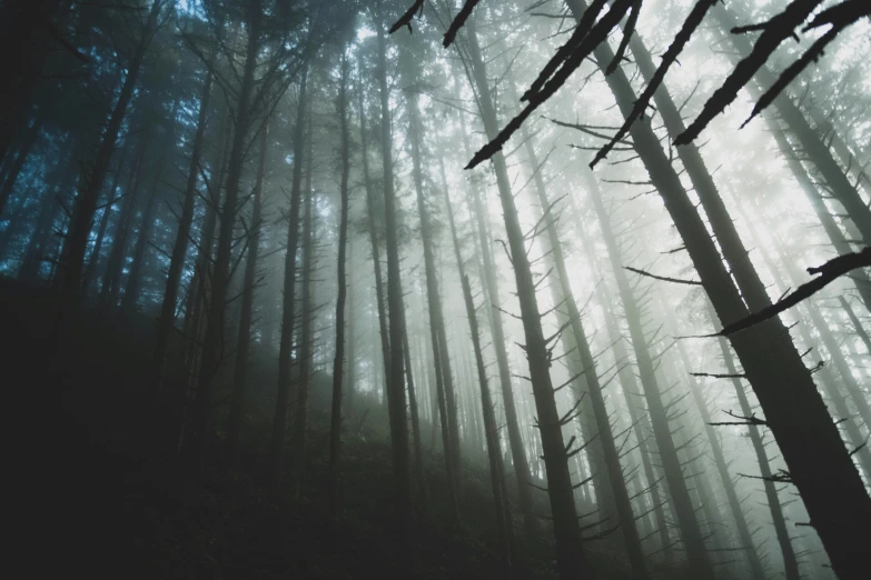 a dark forest filled with tall and bare trees