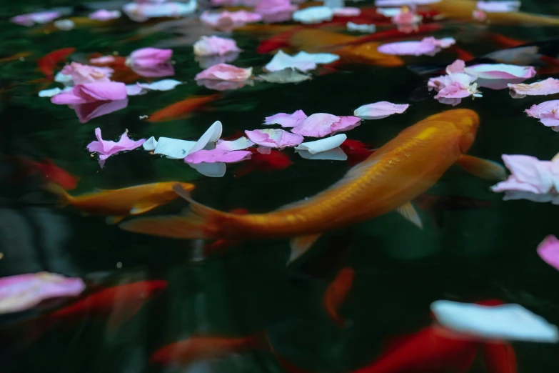 pink and white flowers and fish in a pond