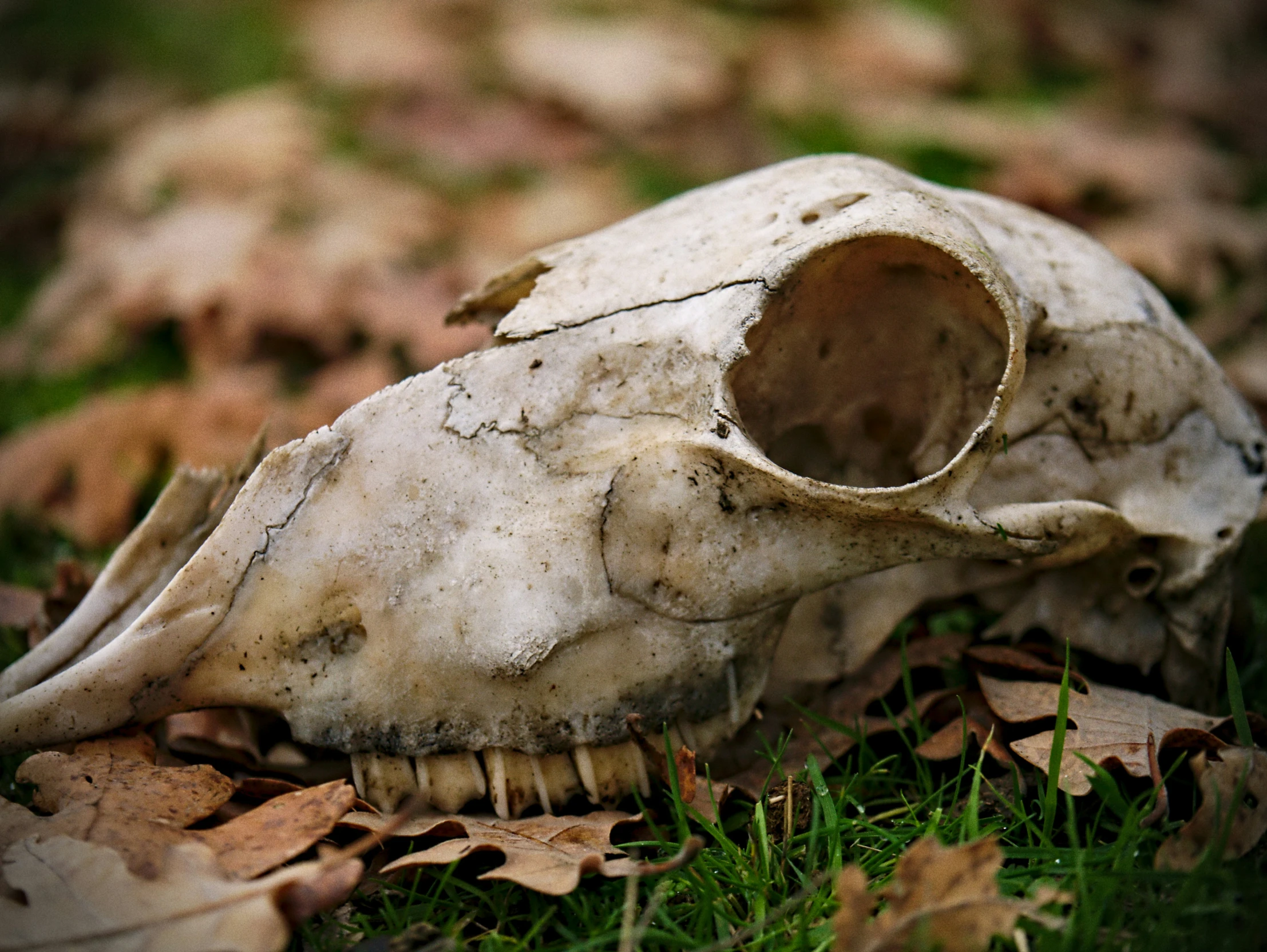 a bird skull sitting on top of a pile of leaf