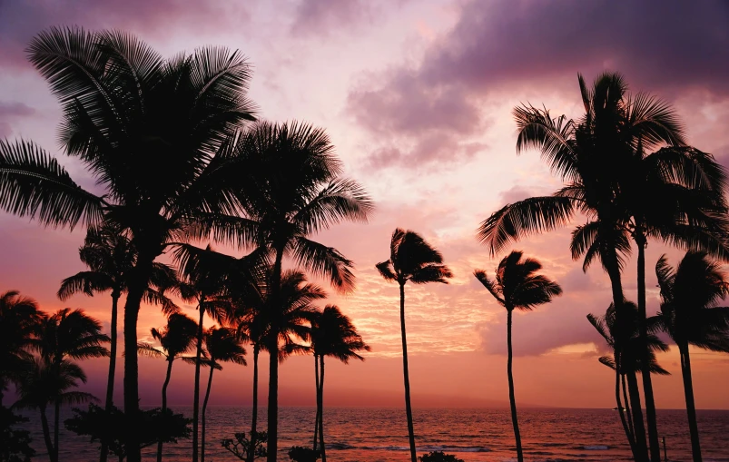 palm trees against a dark sunset on the ocean