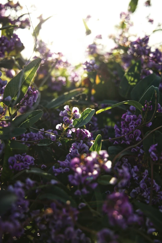 close up of small purple flowers on a bush