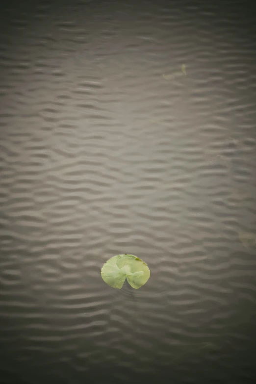 a single leaf floating on top of the water