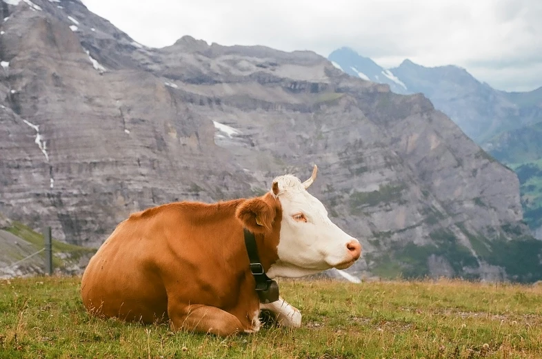 a brown and white cow laying down on top of a grass covered hill