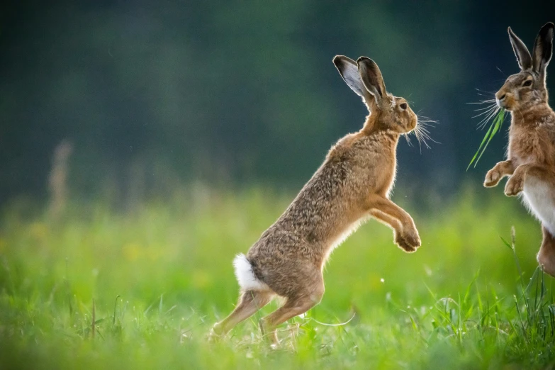 two rabbits are standing up and playing in the grass