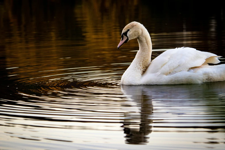 a goose swims in a still body of water