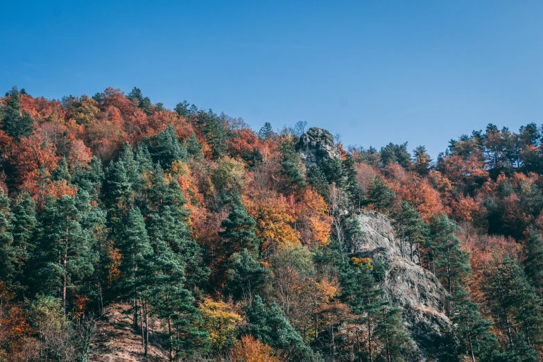 an image of some trees with colorful fall colors