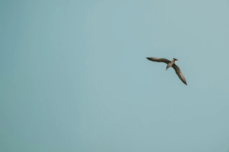 bird flying through the air in clear blue sky