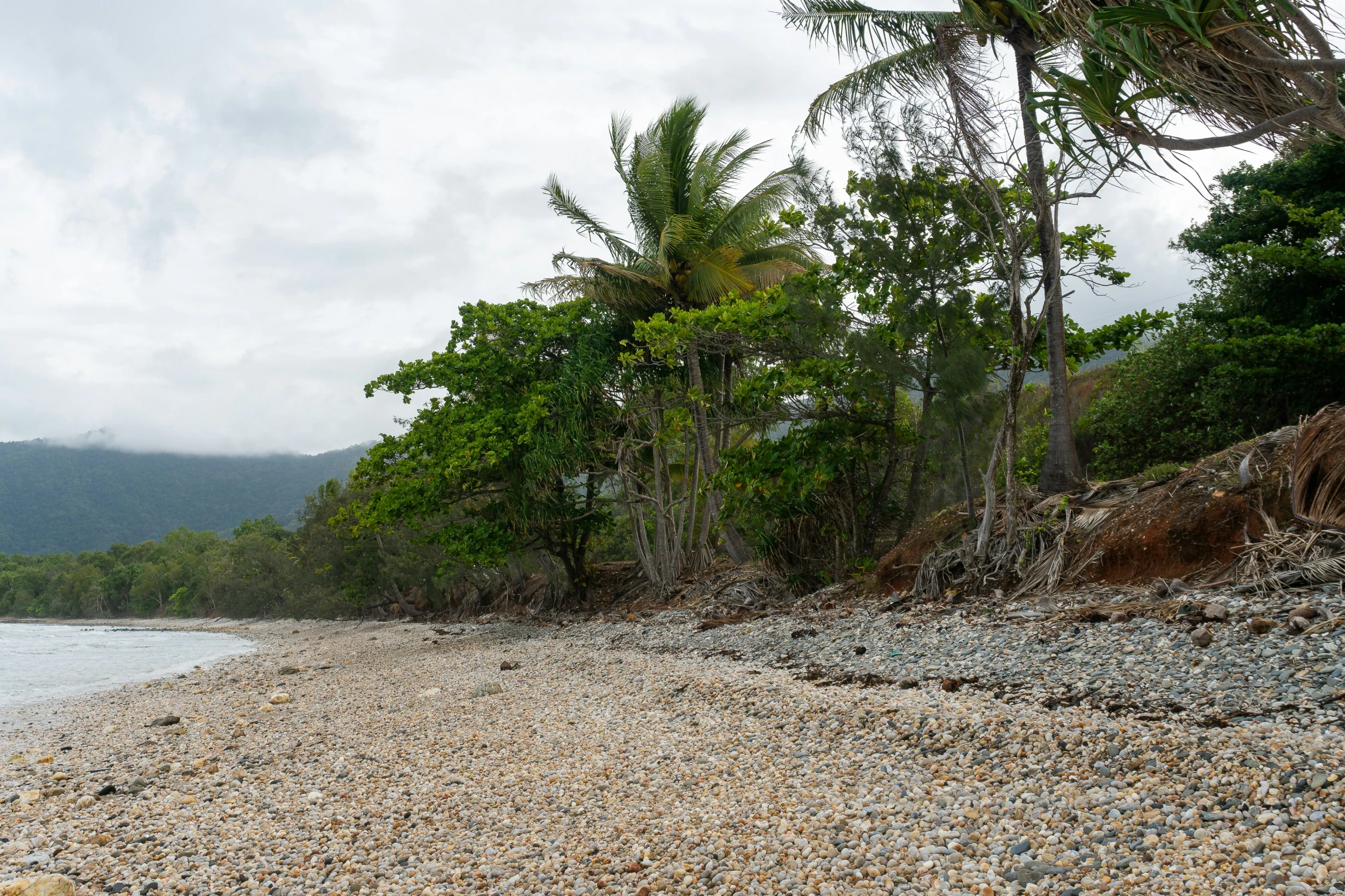 a beach has several plants, trees and other vegetation