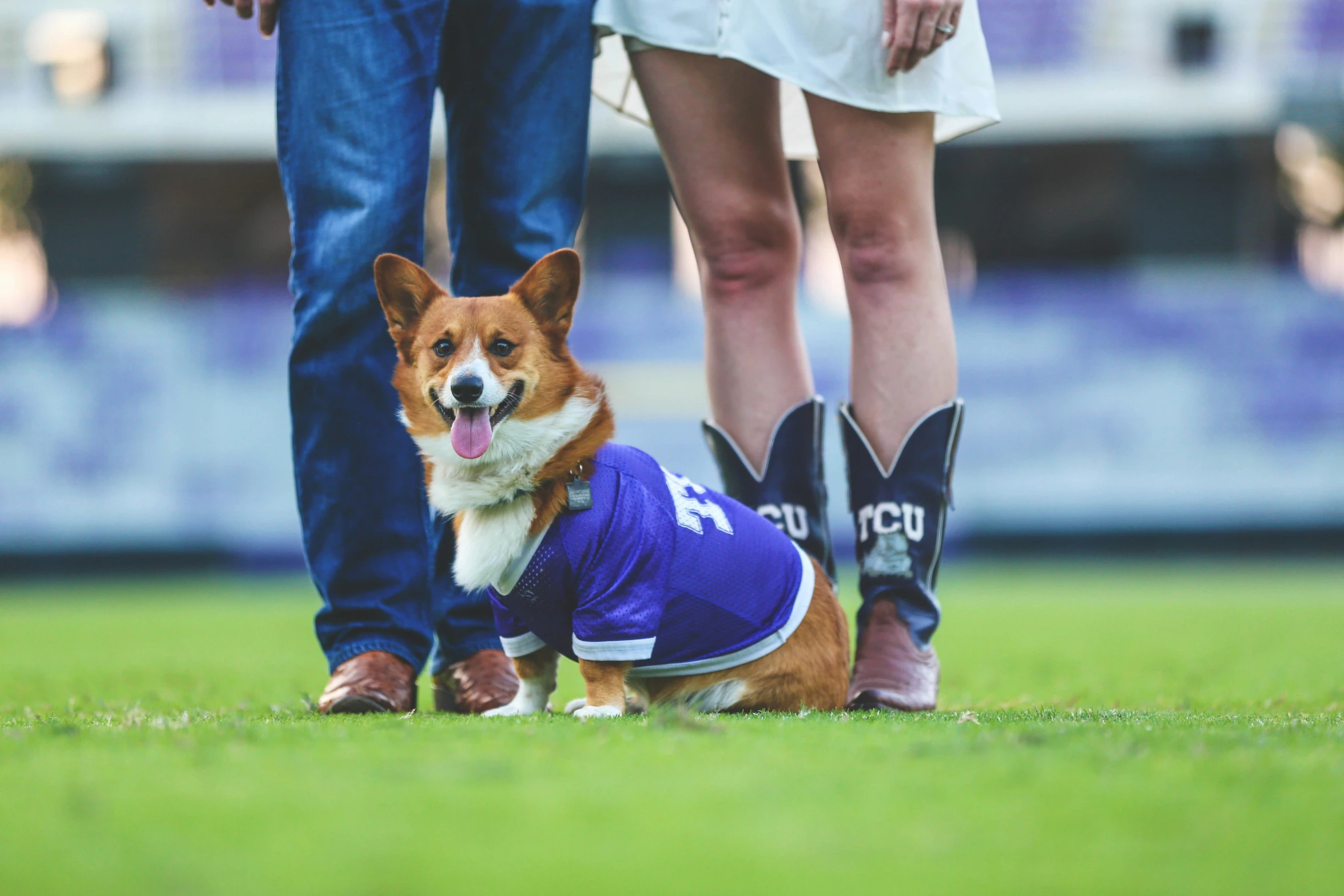 a small brown and white dog wearing a blue jacket