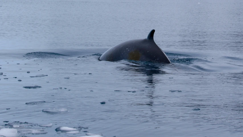 an orca sits in the middle of a body of water