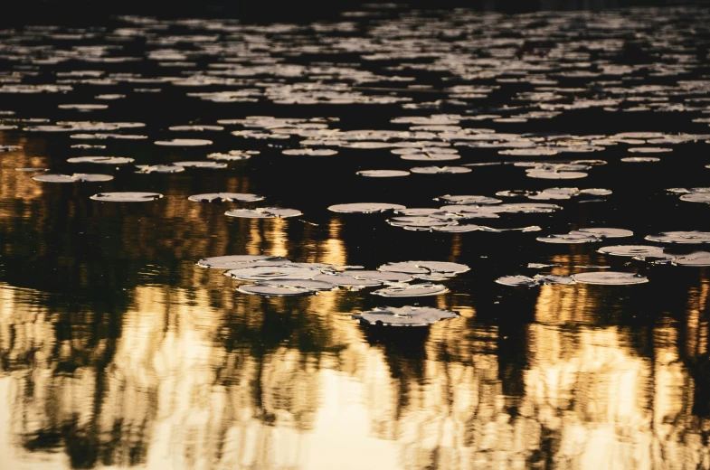 water lilies with trees in the background reflect a golden sunset