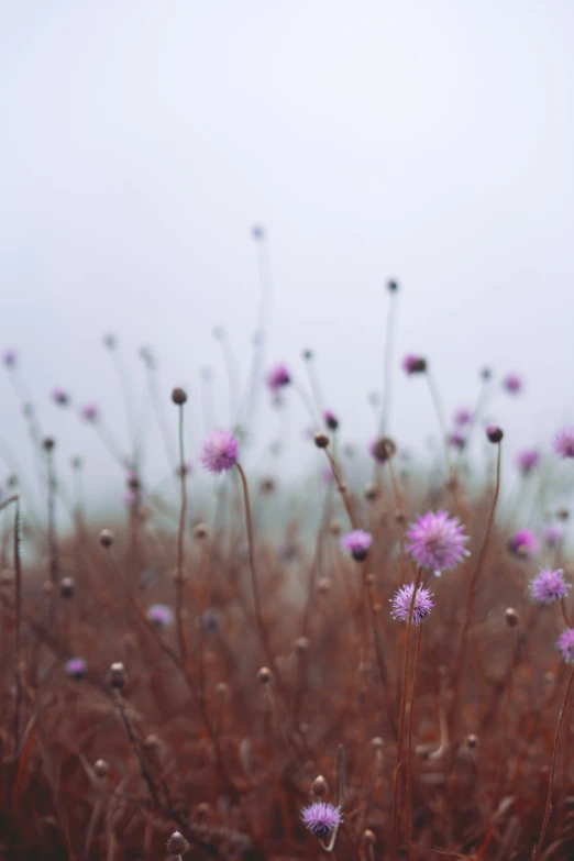 purple flowers grow on top of dry grass