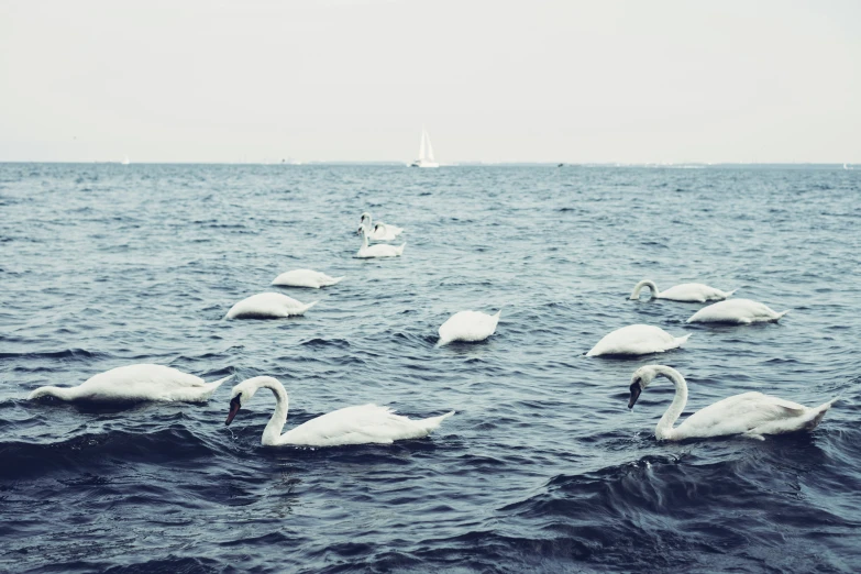 swans swimming in the middle of a body of water
