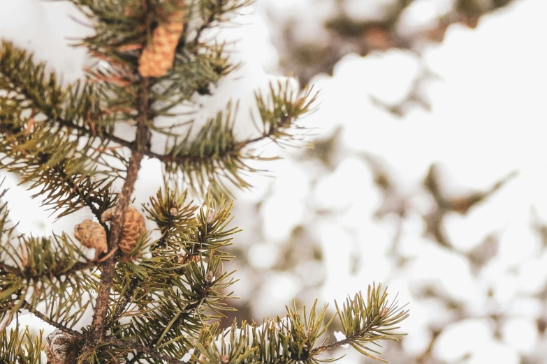 an extreme close up s of a pine tree