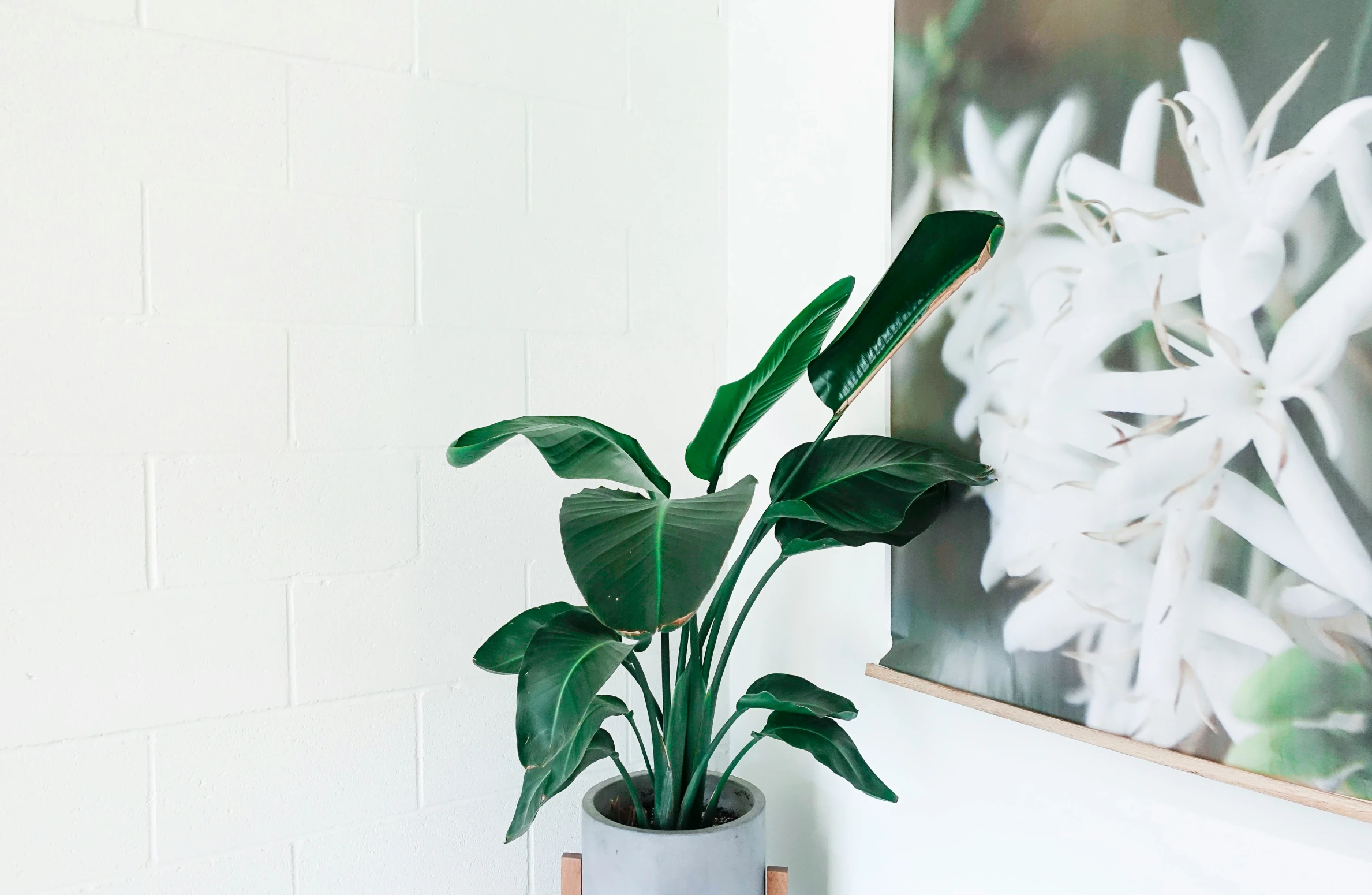 a small green plant sits in a vase by a painting