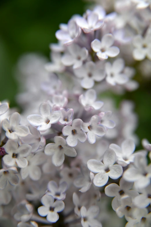 this is a close up po of some white flowers