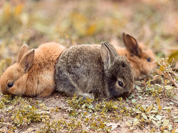 two brown rabbits sitting on top of each other in the grass