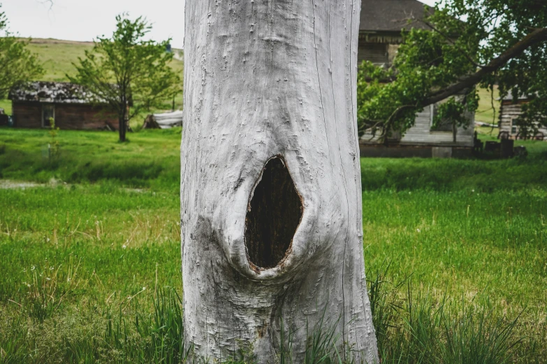 an odd shaped hole in the bark of a tree