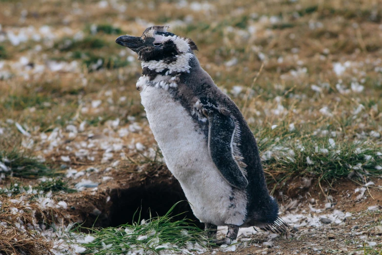 a small gray and white penguin standing in front of a hole