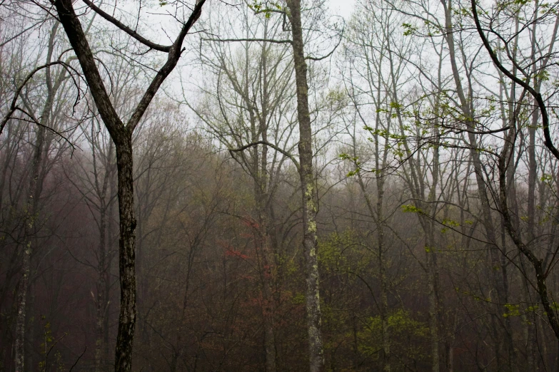 trees in the foggy forest have no leaves