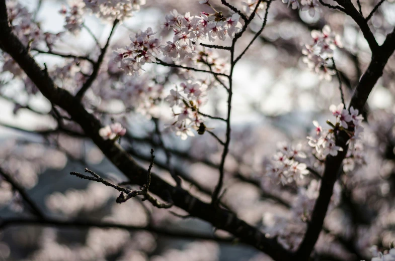 the nches and flowers of a tree in bloom