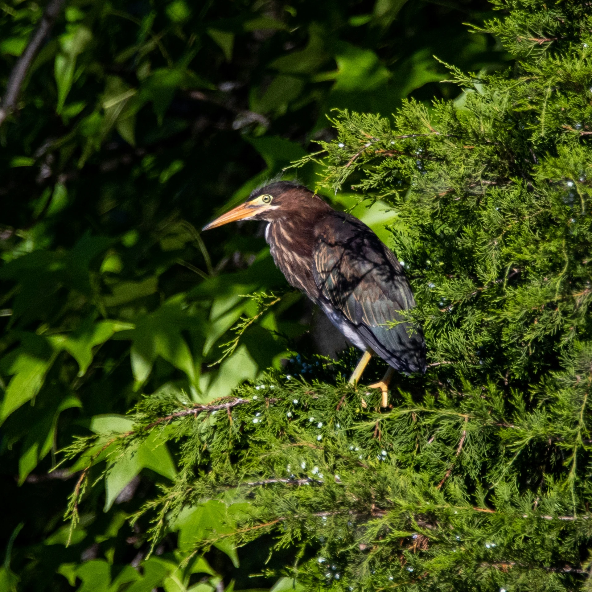 a bird that is standing in a tree