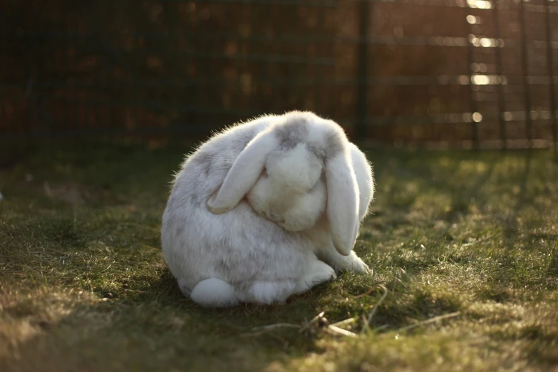 a white bunny rabbit is curled up in the grass