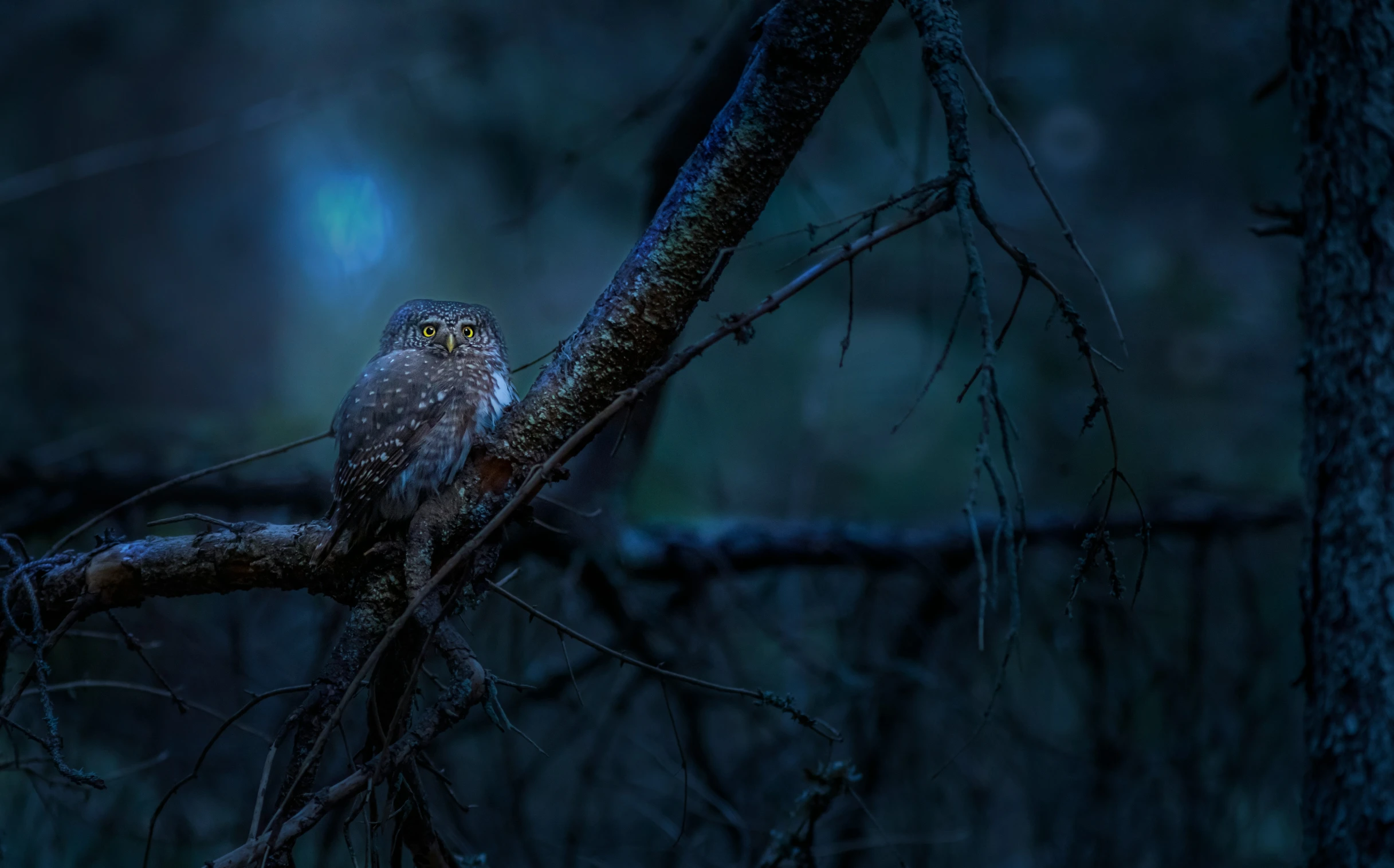 a black and brown owl sitting on a nch