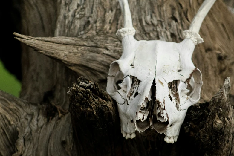 a dead cow skull mounted to the side of a tree trunk