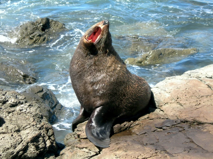 a sea lion sitting on the rocks opens its mouth
