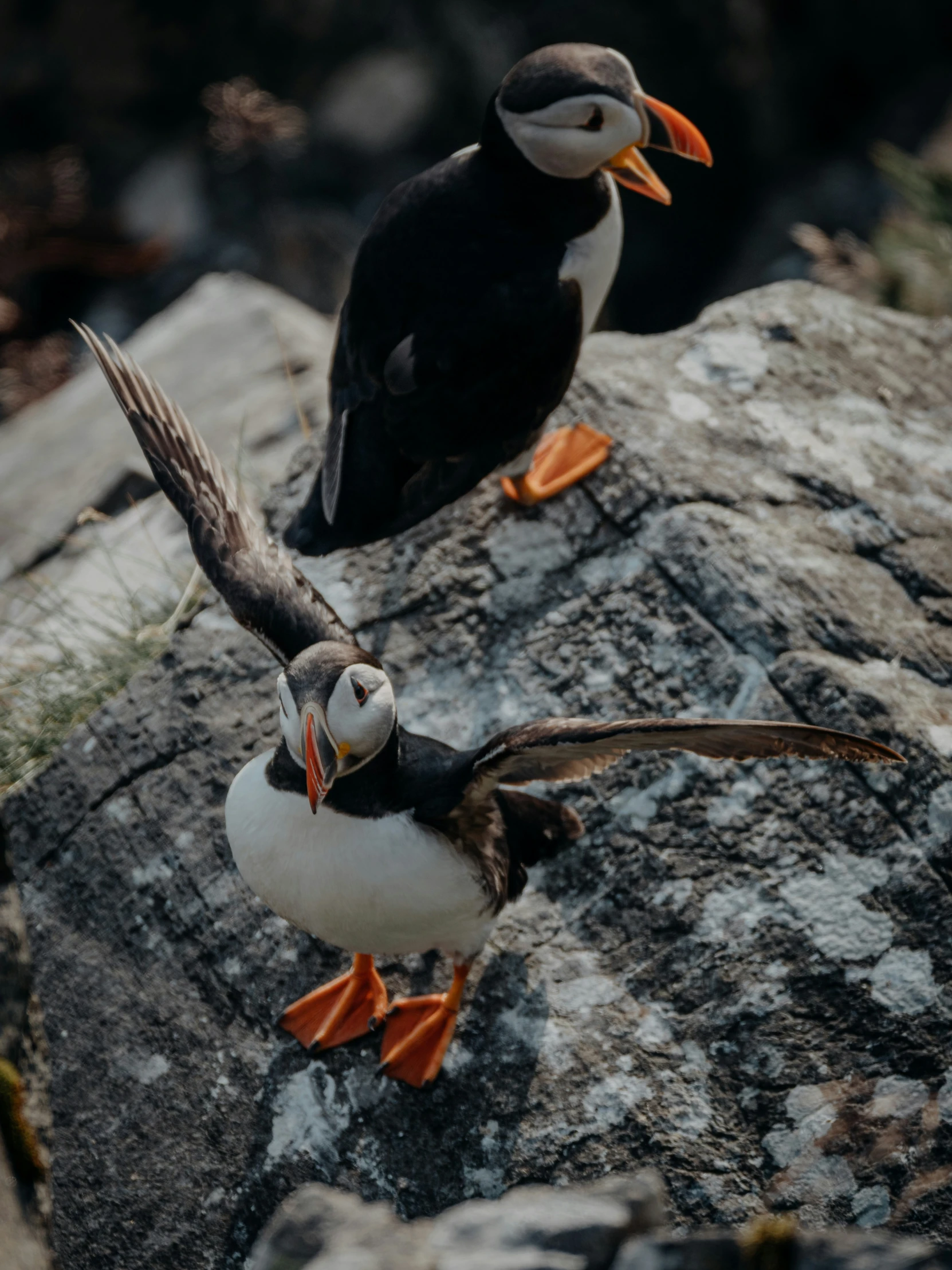 a small bird on a rock with another bird standing on top