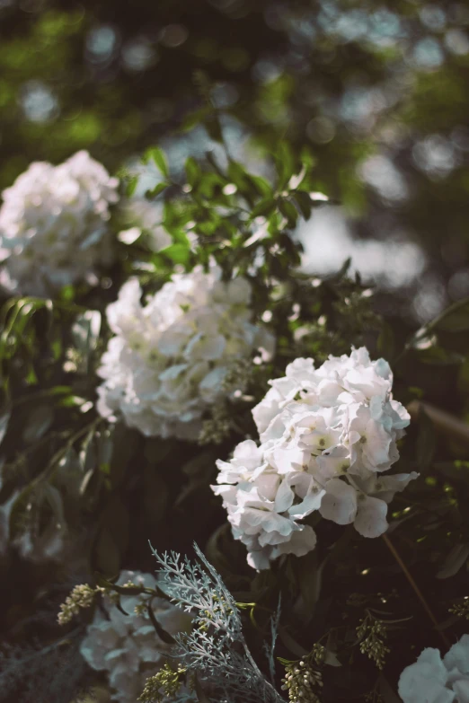 there is pink flowers on this bush and the green