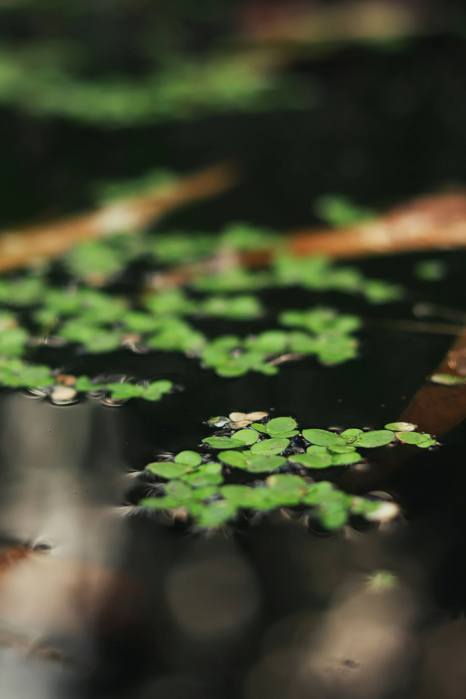 lily pads are arranged on the surface of a pond