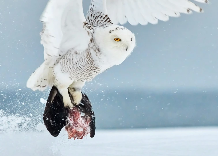 an owl that is holding onto a prey