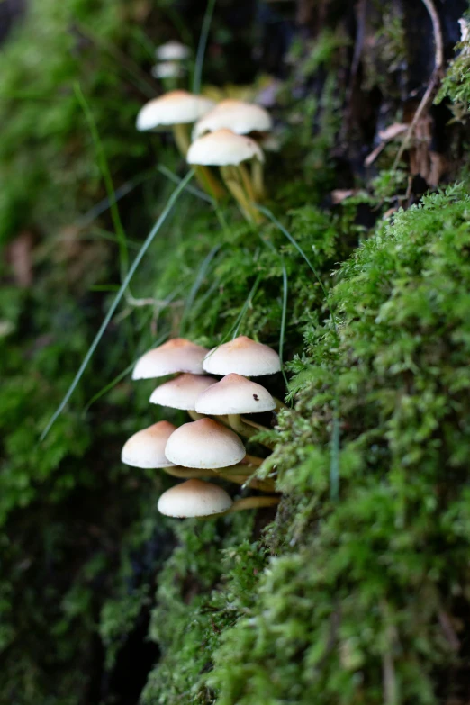 small mushrooms on the side of the green moss