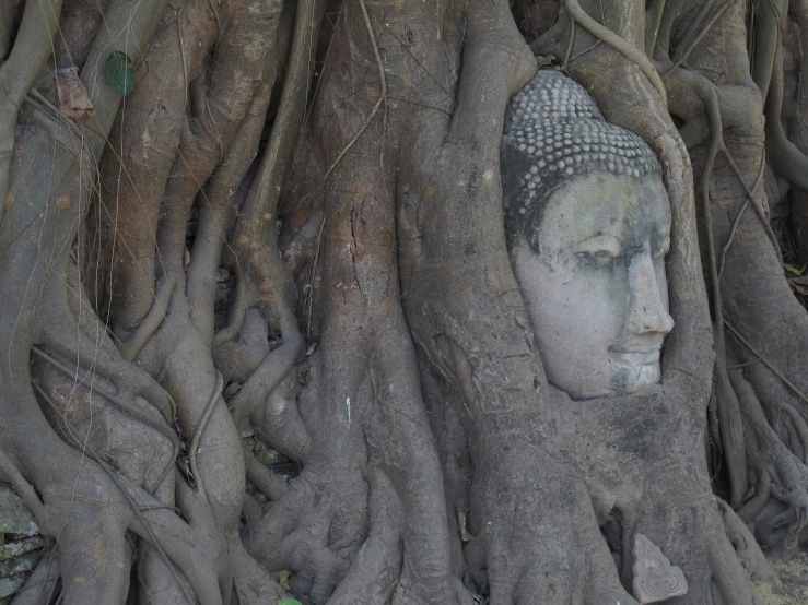 buddha head embedded in the tree roots with green leaves