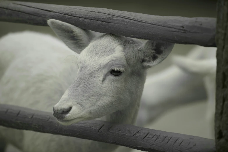 the goat is looking out over the fence