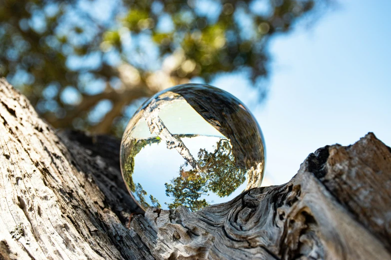 a sphere ball sitting on top of a tree trunk