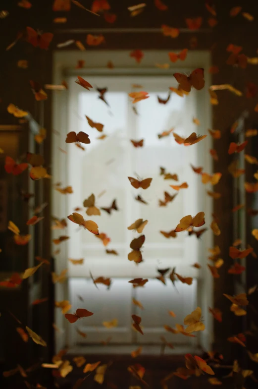 erflies fly in front of a window on a sunny day