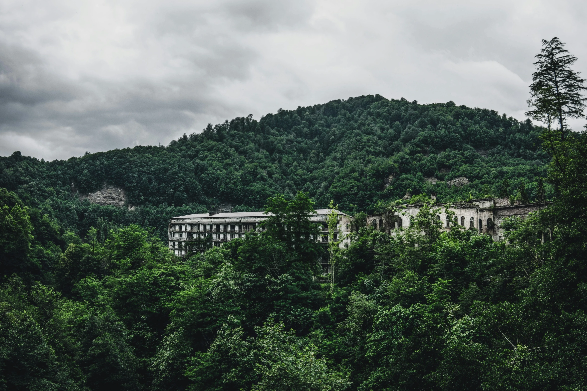 a house nestled high up in the middle of a green forest