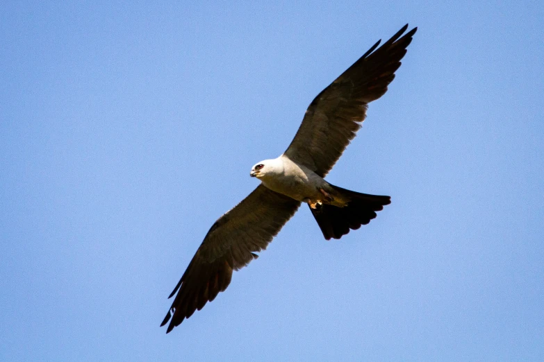 a large hawk flying against a blue sky