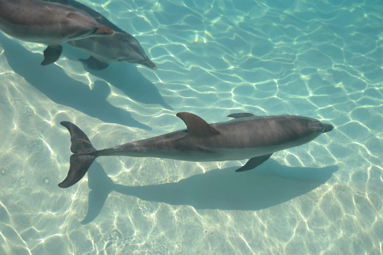 two dolphins swim in clear water with shadows on the floor