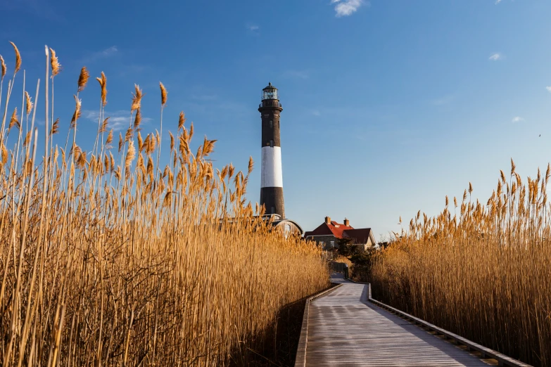 tall grass growing on either side of pathway leading to lighthouse