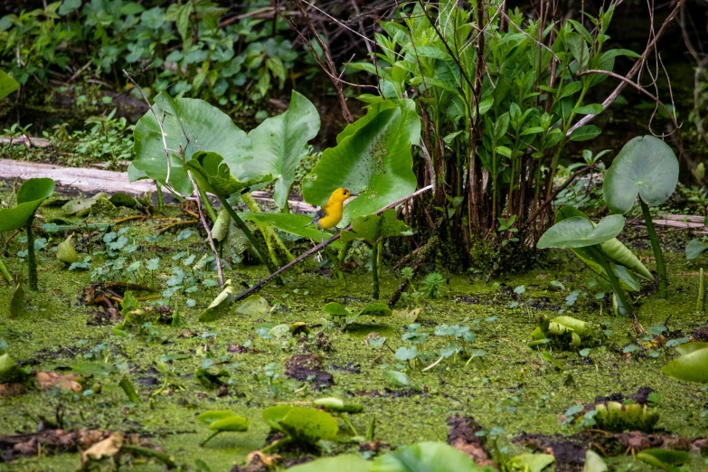 there is a small yellow bird in the grass